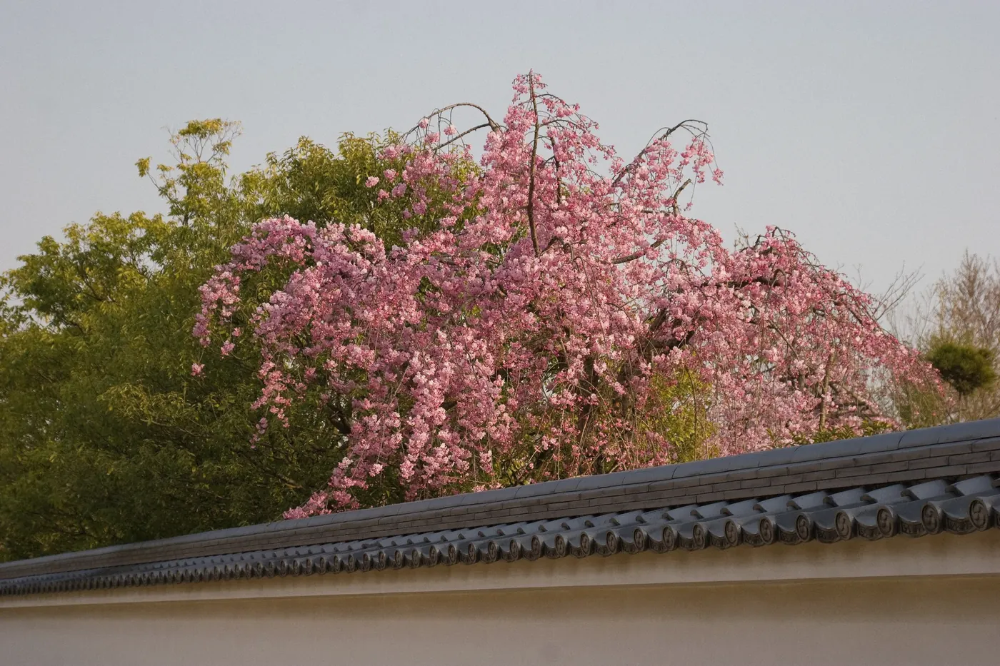 Garden path with maples in Koko-en Garden, Himeji, Japan
