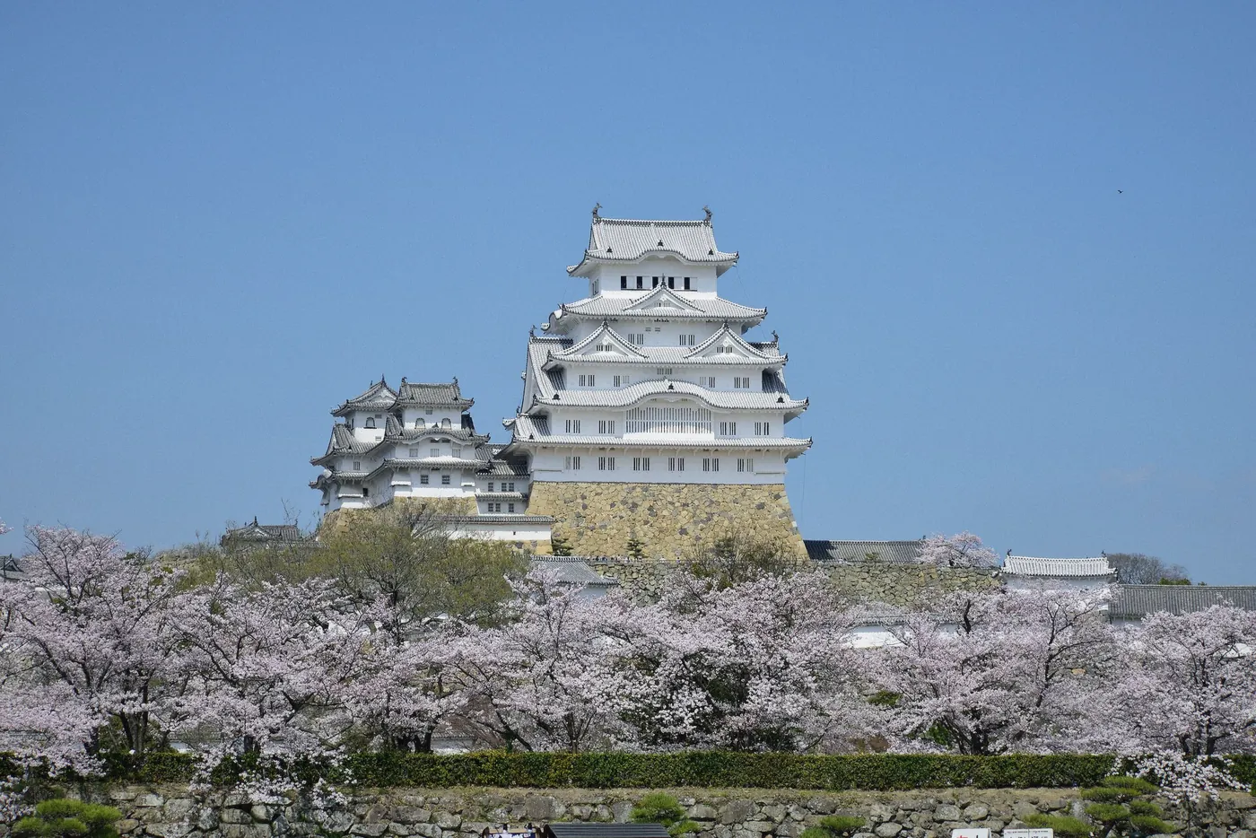 Himeji Castle with cherry blossoms in full bloom seen from the front in Japan